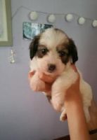 Doxiepoo Puppies for sale in Los Angeles, CA, USA. price: NA
