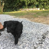 Doxiepoo Puppies for sale in Hampton Bays, NY, USA. price: NA