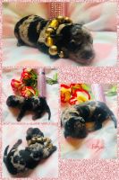 Doxiepoo Puppies for sale in Dowling Park, FL 32060, USA. price: NA