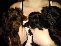 Doxiepoo Puppies Photos