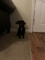 Doxiepoo Puppies for sale in Oxford, NC 27565, USA. price: NA