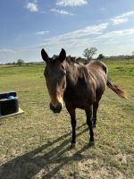 Draft Horse Horses for sale in 11692 Foutch Rd, Pilot Point, TX 76258, USA. price: $2,000