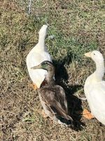 Duck Birds for sale in Randleman, NC 27317, USA. price: NA