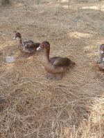 Duck Birds for sale in Granbury, TX 76049, USA. price: $20