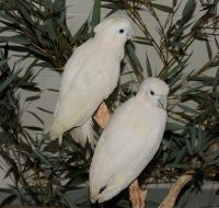 Ducorps' Cockatoo Birds for sale in New York, NY, USA. price: $500