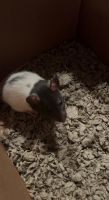 Dumbo Ear Rat Rodents for sale in Ogden, UT, USA. price: NA