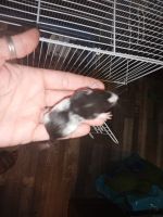 Dumbo Ear Rat Rodents for sale in Stillwater, OK, USA. price: NA