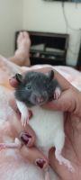 Dumbo Ear Rat Rodents for sale in Naples, FL, USA. price: NA