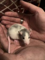 Dumbo Ear Rat Rodents for sale in Eaton Rapids, MI 48827, USA. price: $30