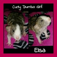 Dumbo Ear Rat Rodents Photos