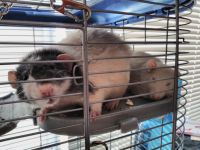 Dumbo Ear Rat Rodents Photos