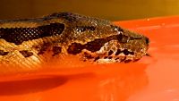 Dumeril's Boa Reptiles for sale in Ulster Park, NY 12487, USA. price: $600