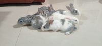 Dutch rabbit Rabbits for sale in Bengaluru, Karnataka, India. price: 1000 INR