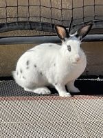 Dutch rabbit Rabbits for sale in Bakersfield, CA 93312, USA. price: NA