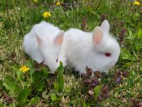 Dutch rabbit Rabbits for sale in Paramus, NJ 07652, USA. price: NA