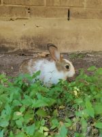 Dutch rabbit Rabbits for sale in San Antonio, TX, USA. price: NA