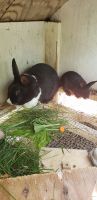 Dutch rabbit Rabbits for sale in 12140 Claysville Rd, Chandlersville, OH 43727, USA. price: NA