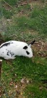 Dutch rabbit Rabbits Photos