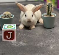 Dutch rabbit Rabbits for sale in Pine Hills, FL, USA. price: NA