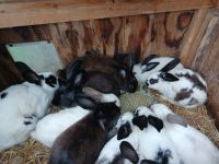 Dutch rabbit Rabbits for sale in New River, VA, USA. price: NA