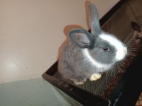 Dutch rabbit Rabbits for sale in Phoenix, AZ 85006, USA. price: NA