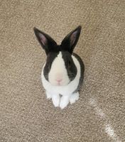Dutch rabbit Rabbits for sale in Independence, KY, USA. price: NA