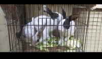 Dutch rabbit Rabbits for sale in Amravati, Maharashtra, India. price: 5000 INR
