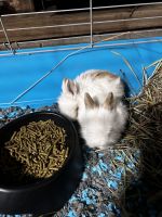 Dutch rabbit Rabbits for sale in West Middlesex, PA 16159, USA. price: $12