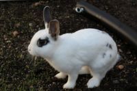 Dutch rabbit Rabbits for sale in Spring Valley, NY, USA. price: $85