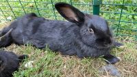 Dutch rabbit Rabbits for sale in Rockville, MD 20854, USA. price: $200