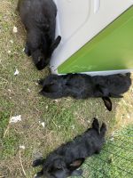 Dutch rabbit Rabbits for sale in Rockville, MD 20854, USA. price: $200
