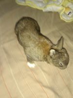 Dutch rabbit Rabbits Photos