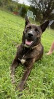 Dutch Shepherd Puppies for sale in Forsyth, GA 31029, USA. price: NA
