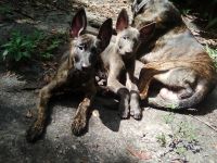 Dutch Shepherd Puppies for sale in Lutz, FL, USA. price: NA