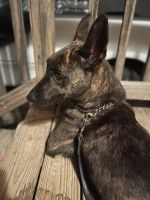Dutch Shepherd Puppies for sale in Grayson, KY 41143, USA. price: NA