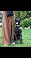 Dutch Shepherd Puppies for sale in Cypress, TX, USA. price: NA