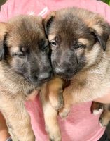 Dutch Shepherd Puppies for sale in Galt, CA, USA. price: NA