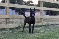 Dutch Shepherd Puppies for sale in Cypress, TX, USA. price: NA
