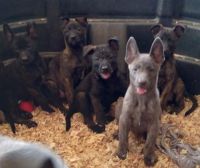 Dutch Shepherd Puppies for sale in Belmont, NY 14813, USA. price: NA
