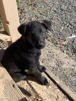 Dutch Shepherd Puppies for sale in Tracy, CA, USA. price: NA