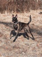 Dutch Shepherd Puppies for sale in Chicago, IL 60634, USA. price: NA