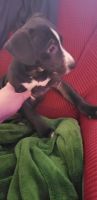 Dutch Shepherd Puppies for sale in Grand Island, NY, USA. price: NA
