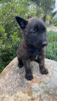 Dutch Shepherd Puppies for sale in Valley Center, CA, USA. price: NA