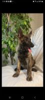 Dutch Shepherd Puppies for sale in Mesquite, TX, USA. price: NA