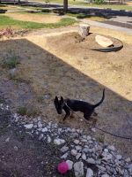 Dutch Shepherd Puppies for sale in Tooele, UT 84074, USA. price: NA