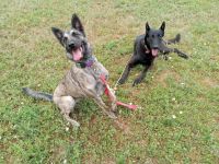 Dutch Shepherd Puppies for sale in Smelterville, ID 83868, USA. price: NA