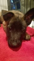 Dutch Shepherd Puppies for sale in Indianapolis, IN, USA. price: NA