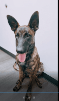 Dutch Shepherd Puppies for sale in Tampa, FL, USA. price: NA