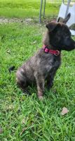 Dutch Shepherd Puppies for sale in Porter, TX 77365, USA. price: $450