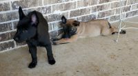 Dutch Shepherd Puppies for sale in Hallsville, TX 75650, USA. price: $200